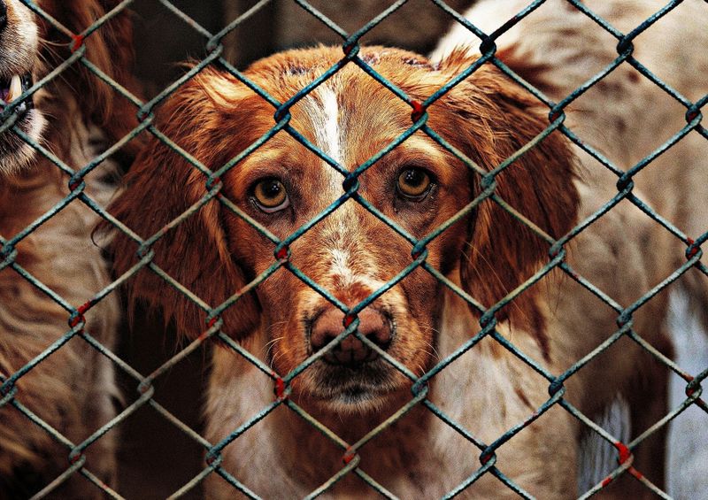 Viele Lockdown Hunde In Tierheimen Schweizer Bauer