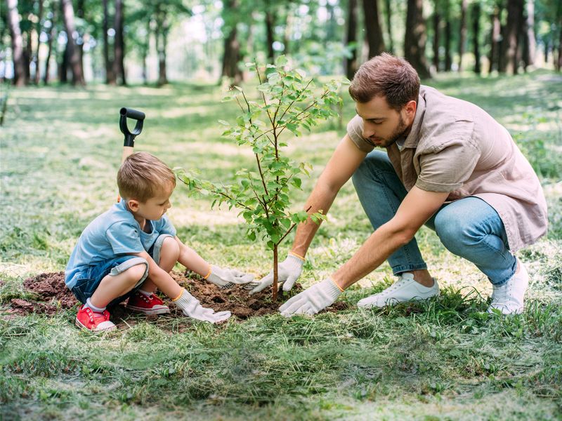 Vater und Sohn pflanzen Baum im Wald